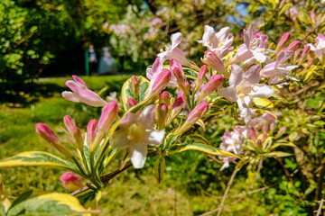 Flowers of the cherry blossoms on a spring day.