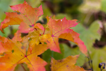 Autumn leaves of a young maple