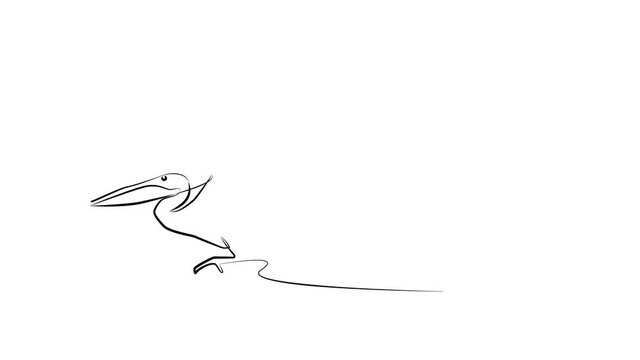 Two pelicans in one line. Black line  animation on white background