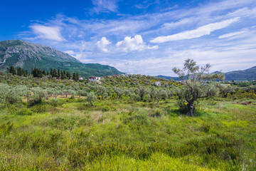 Fototapeta na wymiar Olive trees groove in Celuga, small town near Bar city in Montenegro