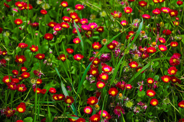 View of bright perennial flowers in the meadow, nature background, selective focus.