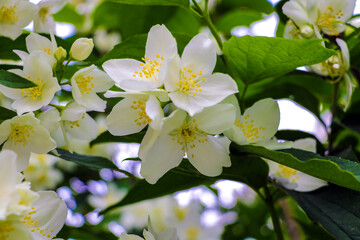 Close-up of flowering cherries and apple trees in the garden. Selective focus.