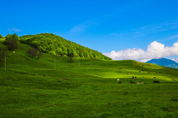 Fototapeta na wymiar Beautiful green hills in spring or summer. Nature background.