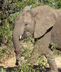Afrikanischer Elefant / African elephant / Loxodonta africana.