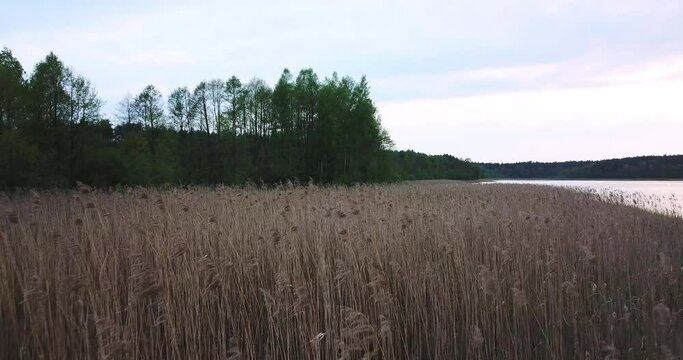 Aerial  shot over a tall dry grass over a beautiful lake with luch forest in the distance