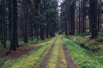 Road in forest of Table Mountains in Sudetes near Karlow village, Poland