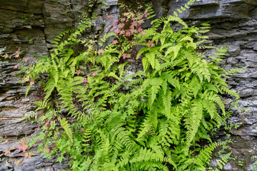 Ostrich Fern on rock over a mountain