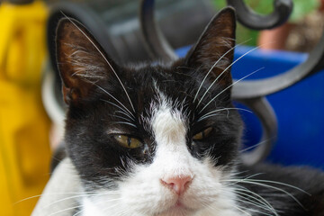 gato
