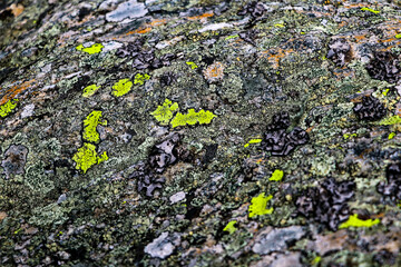 Macro photo of a tree bark with bright moss, background, selective focus.