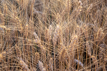 Fototapeta premium field crops grown with wheat. Agronomy and agriculture. Food industry.