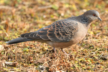 Oriental turtle dove (Streptopelia orientalis)