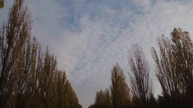 Alea trees along the asphalt road in autumn