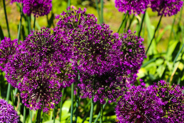 Obraz premium Beautiful purple flowers Allium giganteum, cultivar Globemaster.