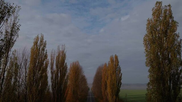 Alea trees along the asphalt road in autumn