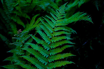 Natural green young ostrich fern or shuttlecock fern leaves.
