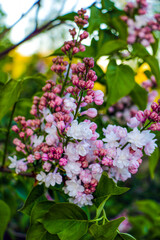 Lilacs blooming in spring scene. Spring blooming pink flowers. Lilac flowers.