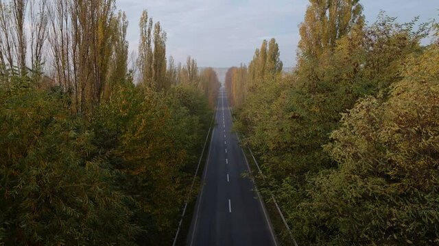 Alea trees along the asphalt road in autumn