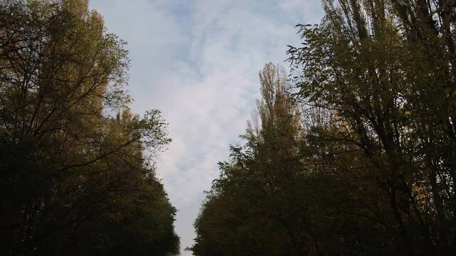 Alea trees along the asphalt road in autumn