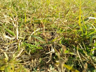grass in the field