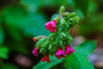 Policeman's Helmet Impatiens glandulifera in nature. Flowers