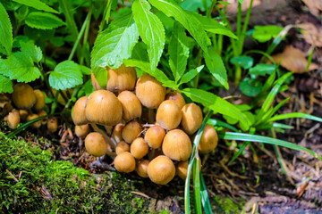 Autumn scene with a group of mushrooms among green leaves and grass. Also known as mica cap, shiny cap or glistening inky cap.