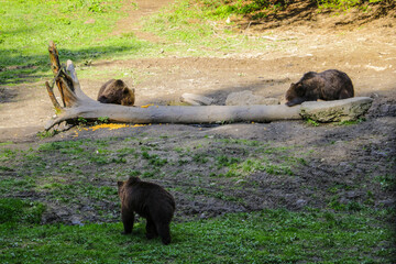 View of the meadow with wild bears in the forest. Some bears sit on a log and eat. Wildlife background.