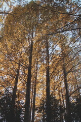 秋のメタセコイア