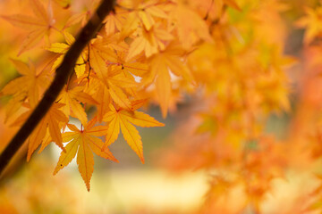 秋と紅葉のモミジ
