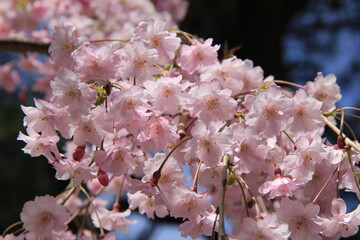 春の風景/シダレザクラの花