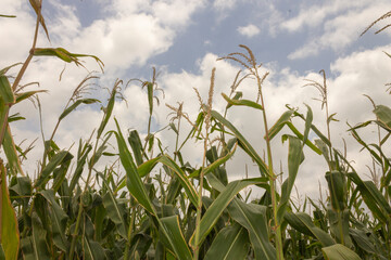 Fototapeta premium cultivo de maíz bajo un cielo nublado