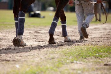 parte de abajo de un caballo caminando junto al petisero