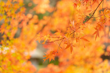 秋と紅葉のモミジ
