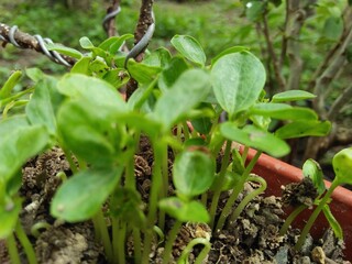 tomato plant in the garden