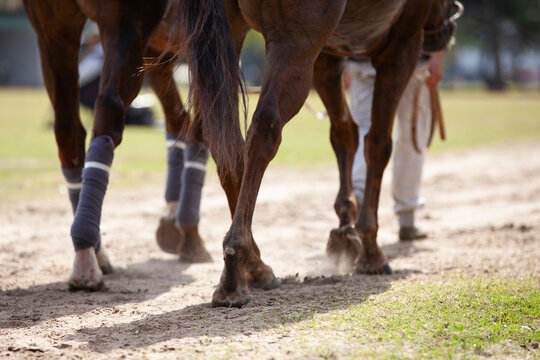 parte de abajo de un caballo caminando junto al petisero