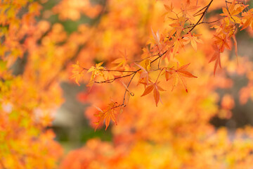 秋と紅葉のモミジ
