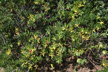 Japanese cheesewood  berries. Pittosporaceae evergreen shrub.