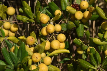 Japanese cheesewood  berries. Pittosporaceae evergreen shrub.