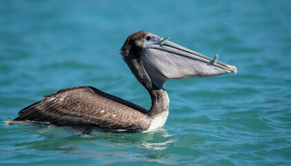 A Pelican in Florida 