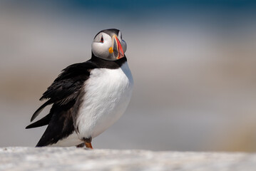 Fototapeta premium Atlantic Puffin on Machias Seal Island off the Coast of Maine 