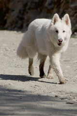 furry white dog approaches with its muddy paws