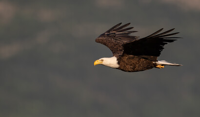 Bald Eagle in Canada 