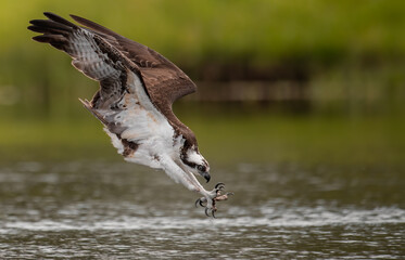 Obraz premium Osprey in Florida 