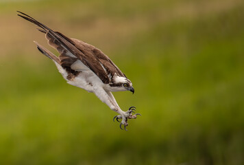 Osprey in Florida 