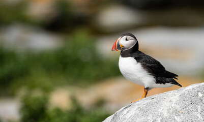 Atlantic Puffin on Machias Seal Island off the Coast of Maine 