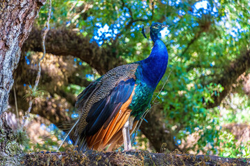 Fototapeta premium Indian peafowl peacock (Pavo cristatus) pearched on an oak tree branch