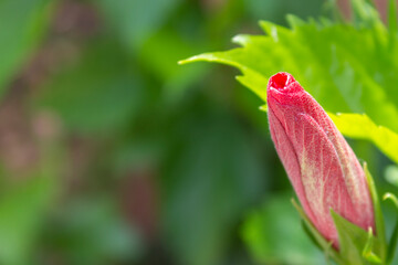 Flor rosa, violeta, roja en botón  casi por florecer en el bosque con una hoja verde y fondo desenfocado.