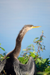 An Anhinga Perched High in a Tree