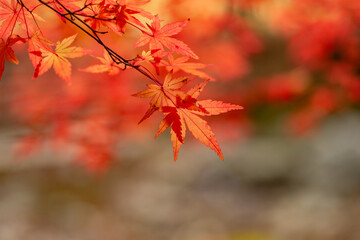 秋と紅葉のモミジ
