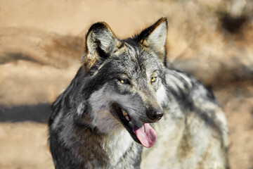 Mexican Gray Wolf looking off to the side