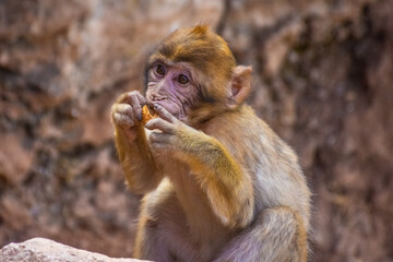 Fototapeta premium Wild baby barbary monkey eating in Morocco